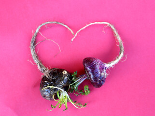 Peruvian Maca. Aphrodisiac root. Energetic and increases vitality