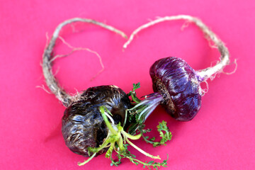 Peruvian Maca. Aphrodisiac root. Energetic and increases vitality