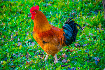 colorful hen on the yard three
