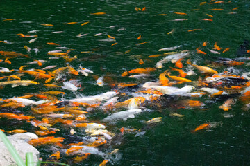 Koi carp fish swimming in pond. Chinese brocaded carp. 