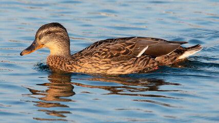 Profile view of female mallard swimming on light blue water.