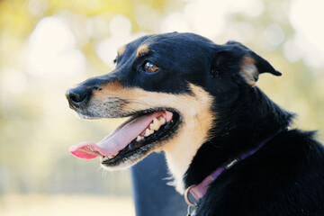 Pet dog shows happy pup face with blurred background.