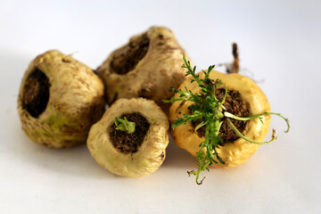 Peruvian Maca. Aphrodisiac root. Energetic and increases vitality