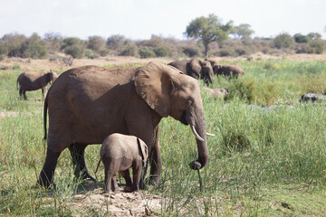 Afrikanischer Elefant / African elephant / Loxodonta africana.