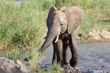 Afrikanischer Elefant im Olifants River / African elephant in Olifants River / Loxodonta africana.