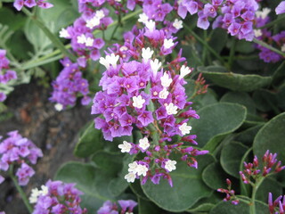 Perez's sea lavender (Limonium perezii) - bushy clusters of flowers, Tenerife, Canary Islands, Spain