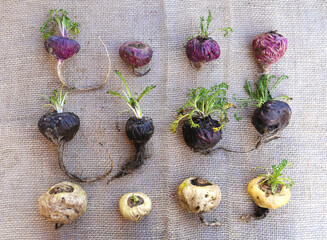 Peruvian Maca. Aphrodisiac root. Energetic and increases vitality