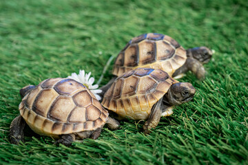 Close-up of three isolated young hermann turtles on a synthetic grass with daisy flower - macro, selective focus, space for text