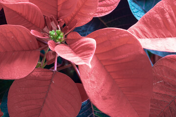 Close up of soft Red Christmas poinsettia