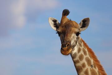 Giraffe / Giraffe / Giraffa Camelopardalis