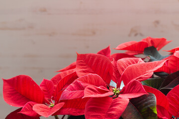 Red Christmas poinsettia with light background