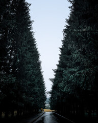 Dark and Moody Evening