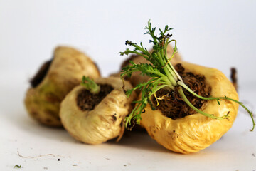 Peruvian Maca. Aphrodisiac root. Energetic and increases vitality