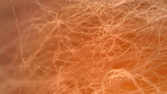 Microscope Mold Sporangiospore 800x Pan R Biology Fungi