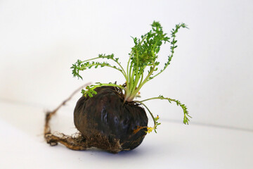 Peruvian Maca. Aphrodisiac root. Energetic and increases vitality