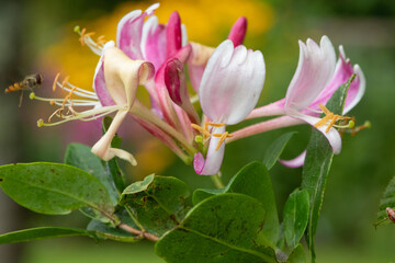 Close up of a common honeysuckle (lonicera periclymenum) flower in bloom