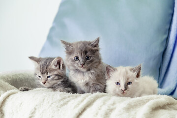 Beautiful fluffy 3 kittens lay on white blanket against a blue background. Many kittens. Gray white and tabby kitten. Different cats pets lie on sofa at home