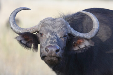 Kaffernbüffel / Buffalo / Syncerus caffer