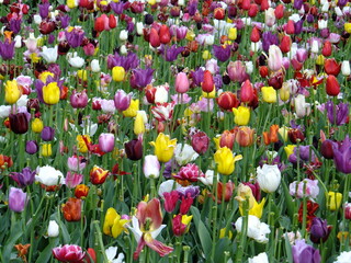Tudor Schleurholts bloemen