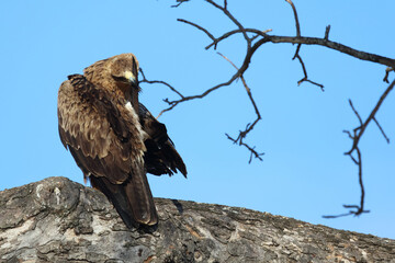 Wahlbergsadler / Wahlberg's  Eagle / Aquila wahlbergi