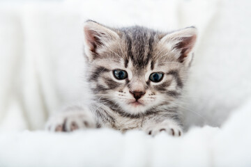 Fototapeta na wymiar Striped kitten face portrait. Beautiful fluffy tabby gray kitten. Cat animal baby kitten with big eyes sits on white comfortable soft blanket plaid