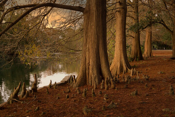 Obraz premium Cypress trees and knees seen at sunset next to a lagoon in New Orleans