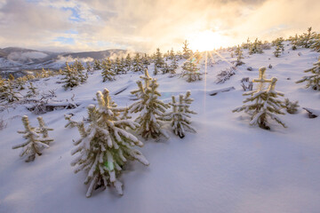 View over small evergreen trees on snowy slope with sunburst and mountain range