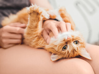 Woman strokes belly of cute ginger cat on her knees. Fluffy pet. Cat lover.