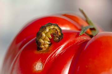 Worm is coming out of   tomato 