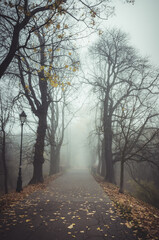 Autumn foggy colorful tree alley in the park on a misty day in Krakow, Poland