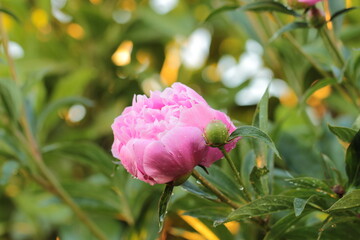 Pfingstrose mit Regentropfen