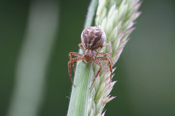 Nahansicht einer Kreuzspinne