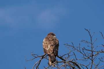 black kite on the branch