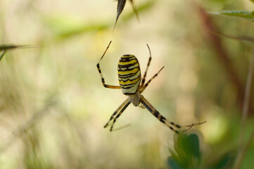 Nahansicht einer Wespenspinne