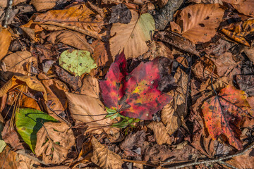Forest floor in autumn
