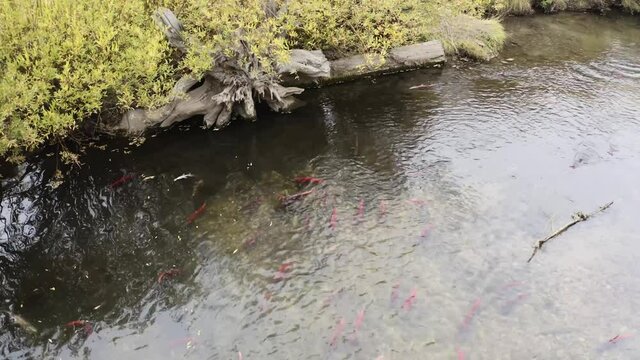 Aerial view of red Kokanee salmon spawning during the salmon run in Utah