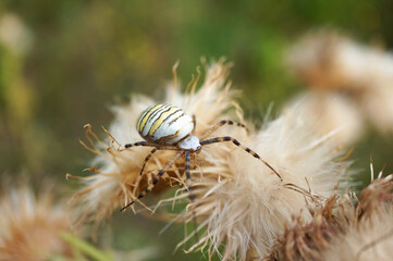 Nahansicht einer Wespenspinne