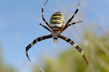 Nahansicht einer Wespenspinne