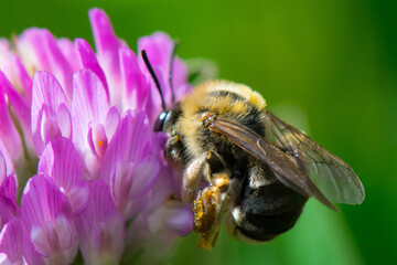 Hummel auf blühender Distel