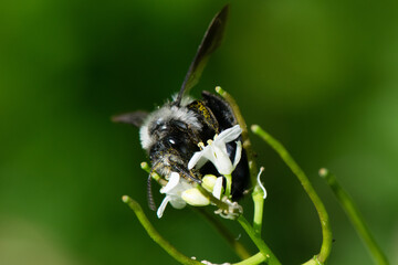 Wildbiene