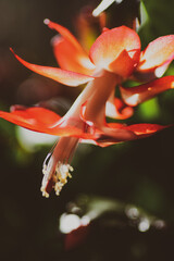 Macro Close up on blooming schlumbergera plant, red color and with blurred background