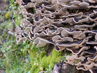 mushrooms and moss in the forest, close up and full frame. smoky bracket (Bjerkandera adusta) or smoky bracket