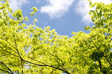 Fototapeta premium Japanese maple tree. Sunny spring day. Fresh leaves. Bright blue sky. Travel concept. Kyoto, Japan.