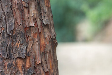 camino, senderismo en el bosque