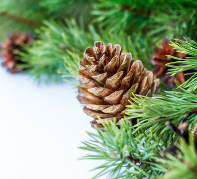 Pine Cone And Pine Branches Close Up