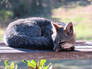 Gray fox in the northwest resting on a bench - Powered by Adobe