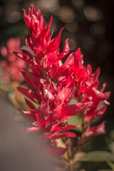 red and yellow flower