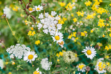 Fototapeta premium Field Flowers