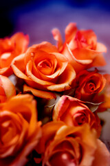 bouquet of orange roses on violet background © gabriela