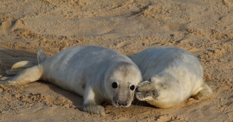 Rare glimpse of two grey seal pups playing , cuddling and kissing